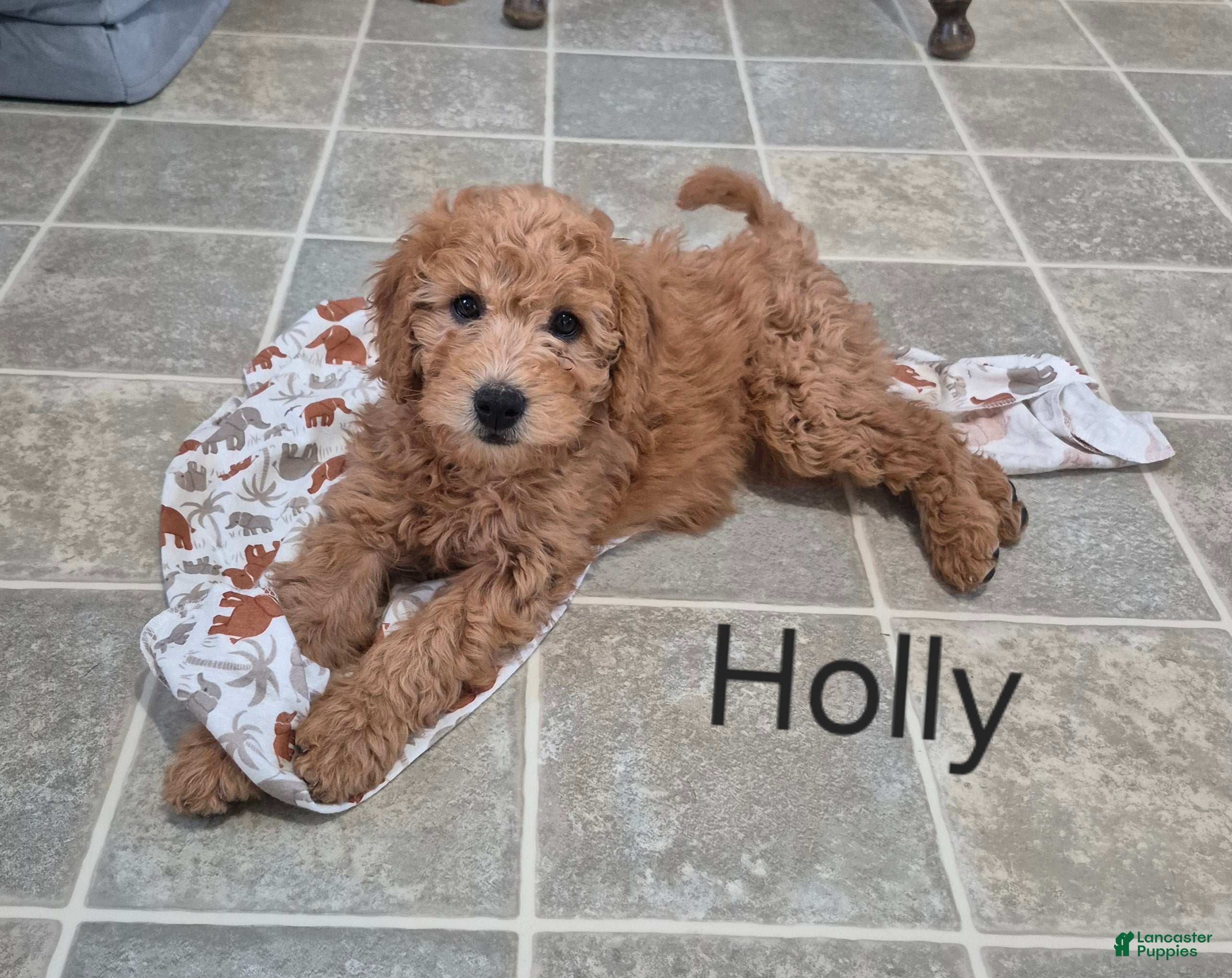 Goldendoodle dogs Holly - Ad 2