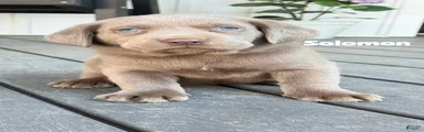 Solomon