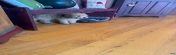 Mixed Breed dogs for sale: Tabby - Ad 4