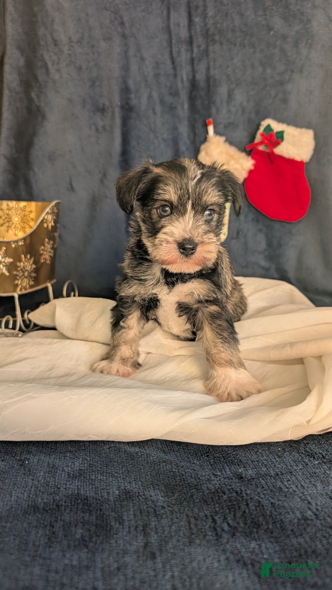 Miniature Schnauzer dogs for sale: Willow  - Ad 14