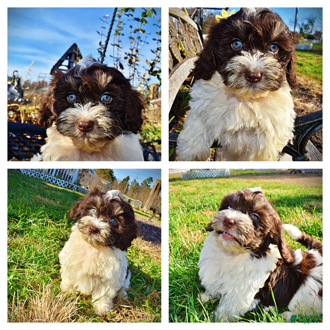 Havapoo dogs for sale: Precious - Ad 1