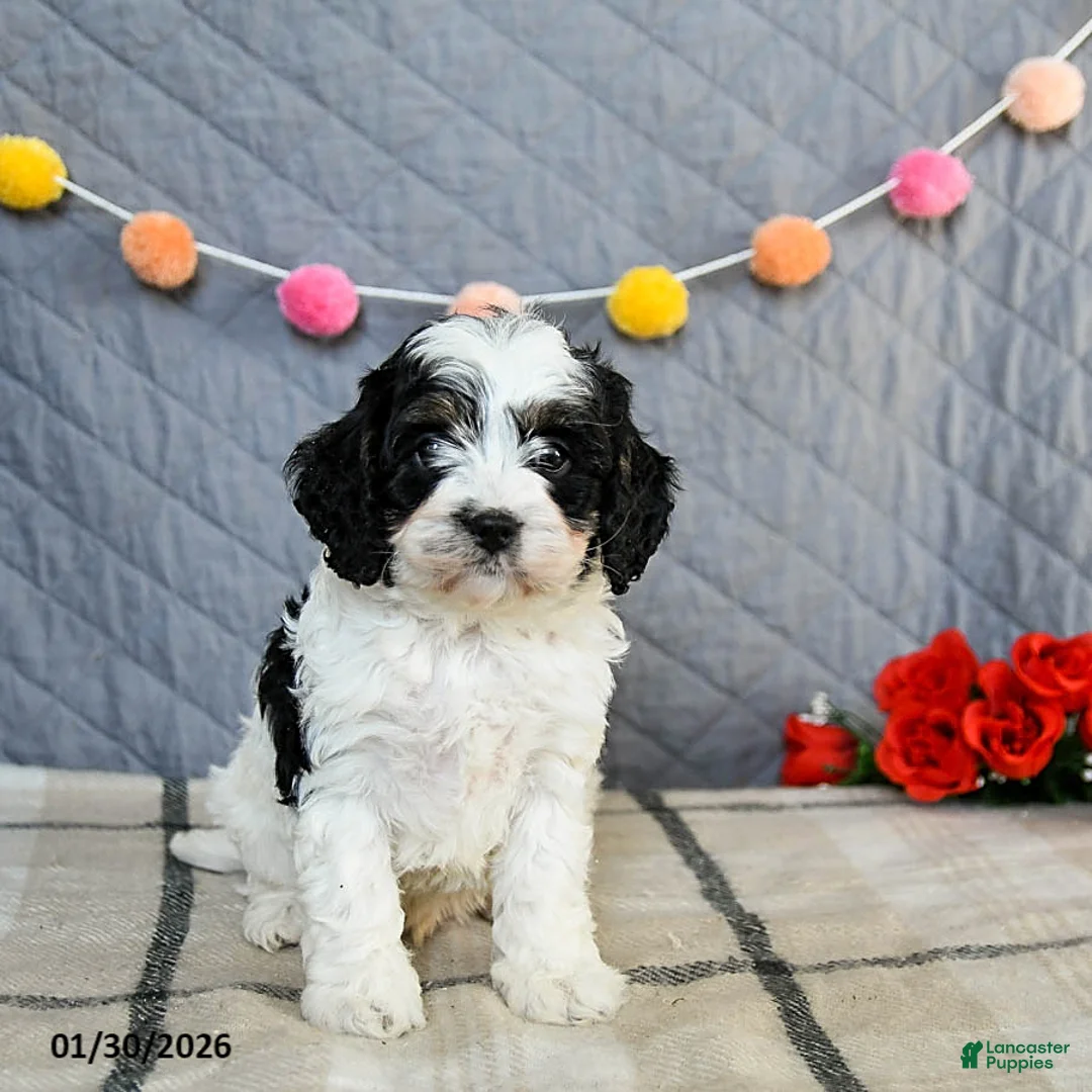 Cavapoo dogs for sale: Custard - Ad 3