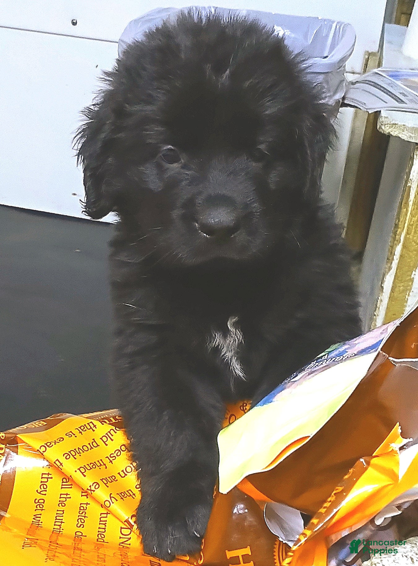 Newfoundland dogs Joey - Ad 2