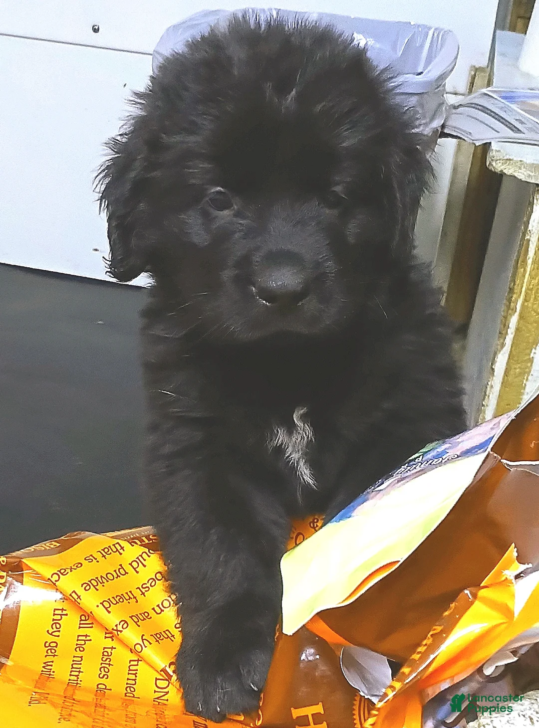 Newfoundland dogs for sale: Joey - Ad 2