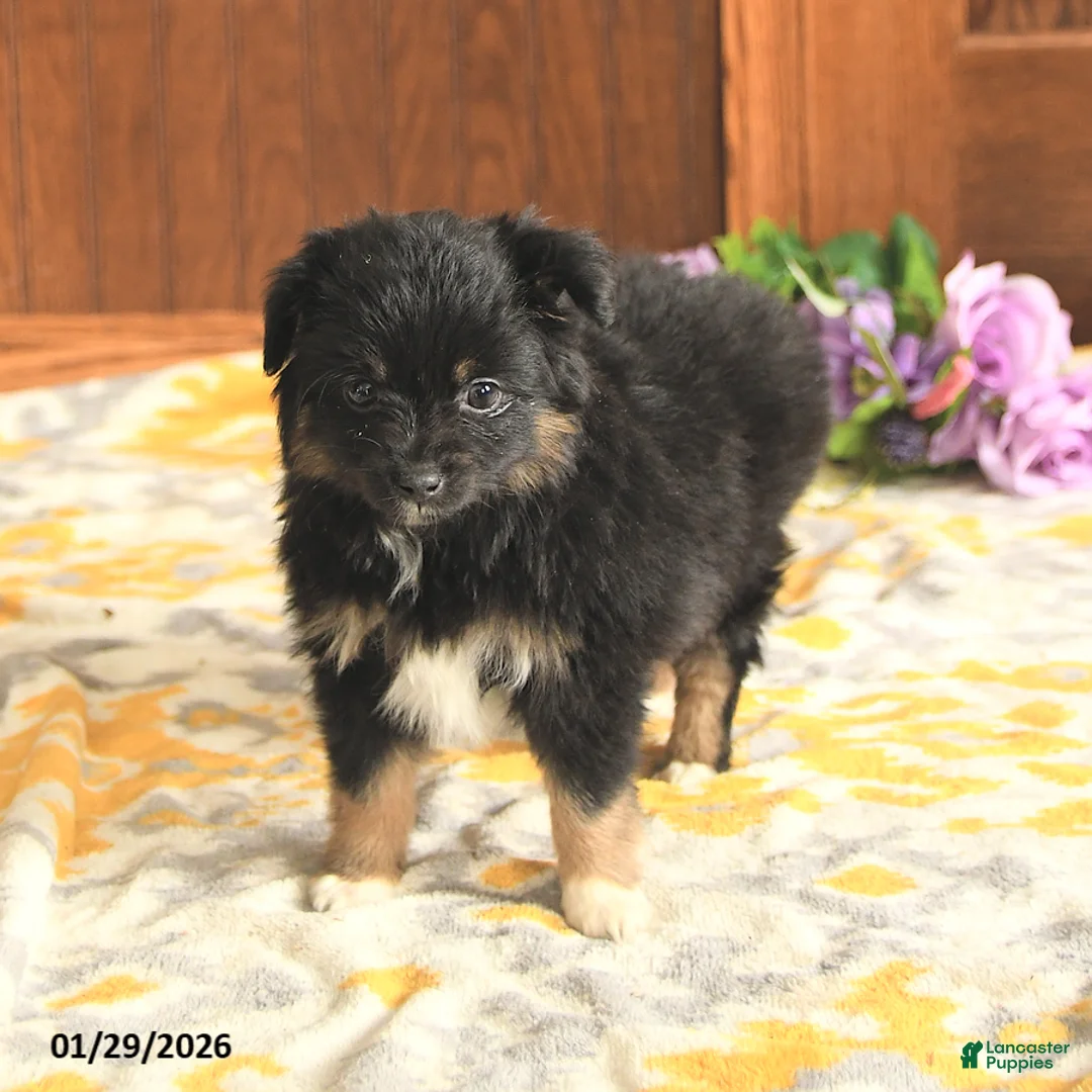Toy Australian Shepherd dogs for sale: Lisa - Ad 4
