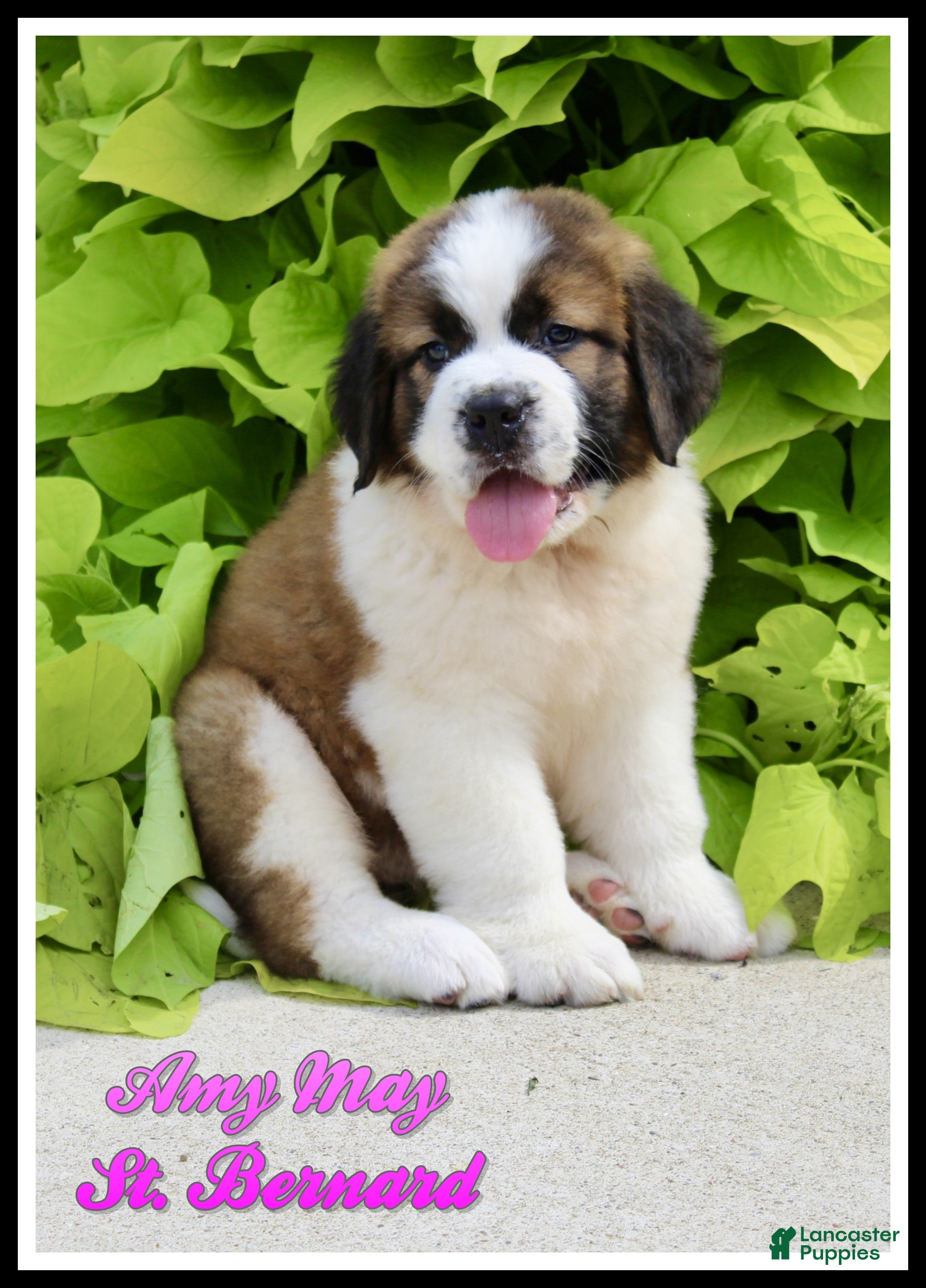 Saint Bernard dogs Amy May - Ad 1