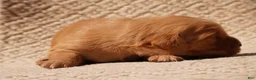 Golden Retriever dogs for sale: Daisy -AKC, Genetically Clear - Ad 101