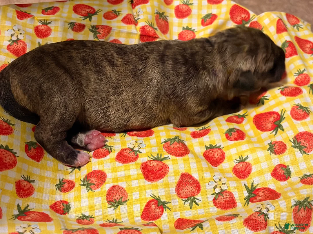 Mixed Breed dogs for sale: Yellow Girl - Ad 2