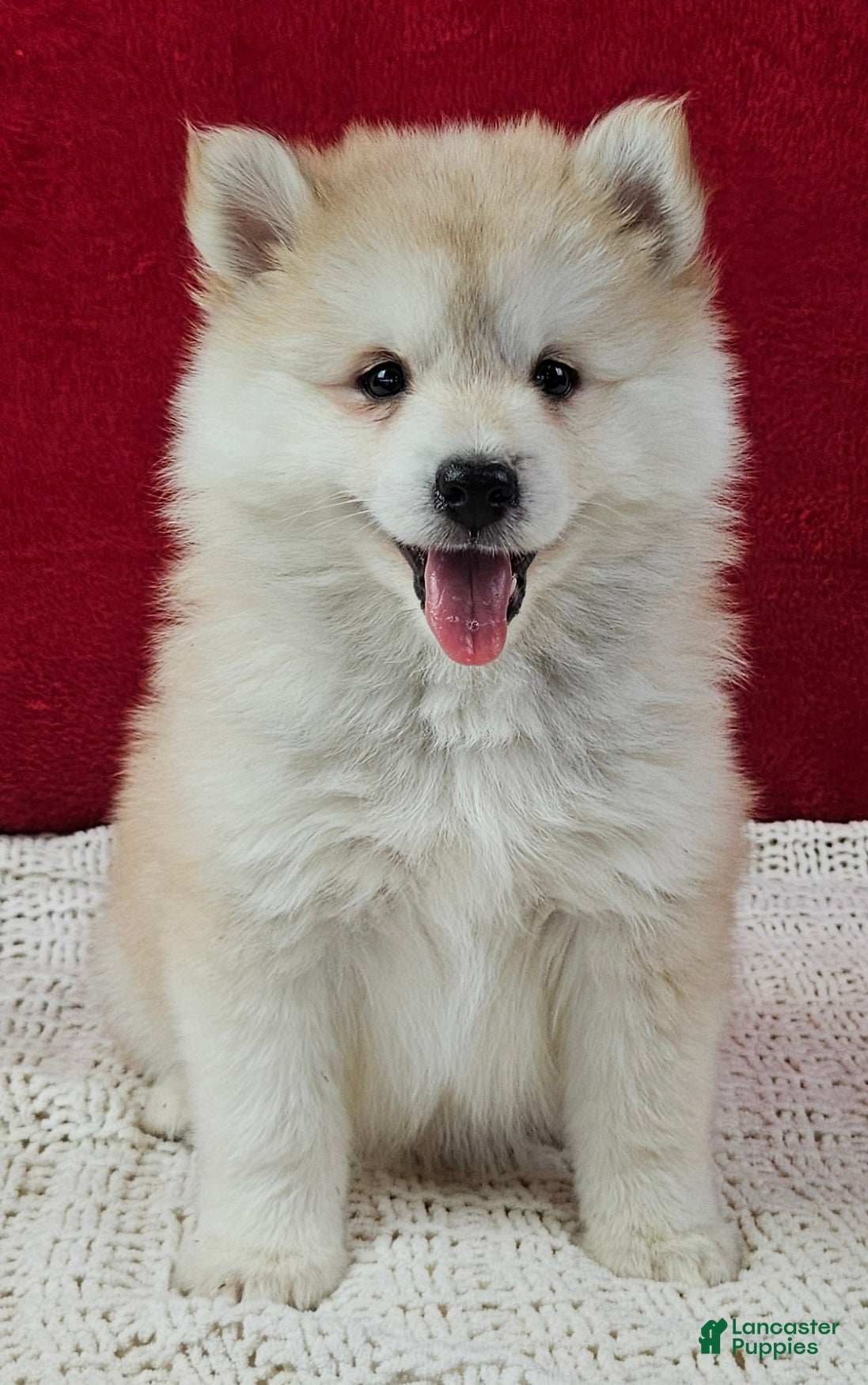 Pomsky dogs Sandy - Ad 19