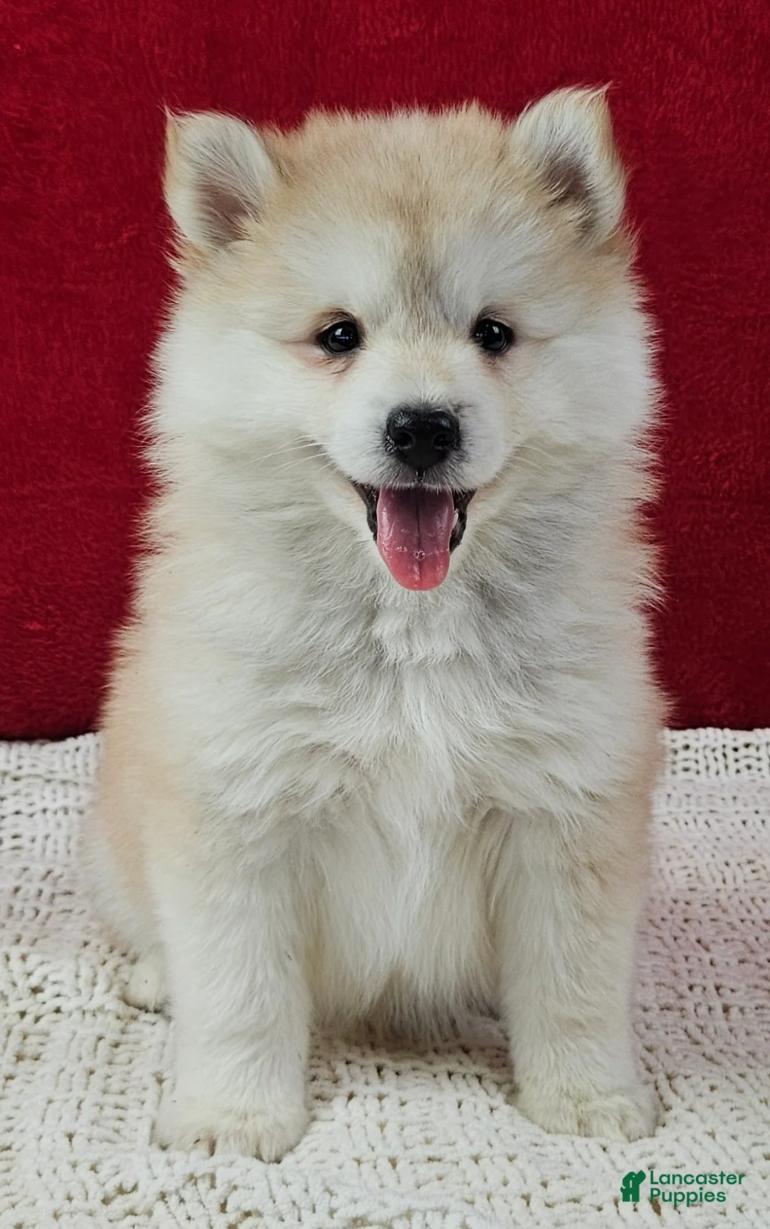 Pomsky dogs for sale: Sandy - Ad 1