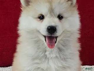 Pomsky dogs Sandy - Ad 19