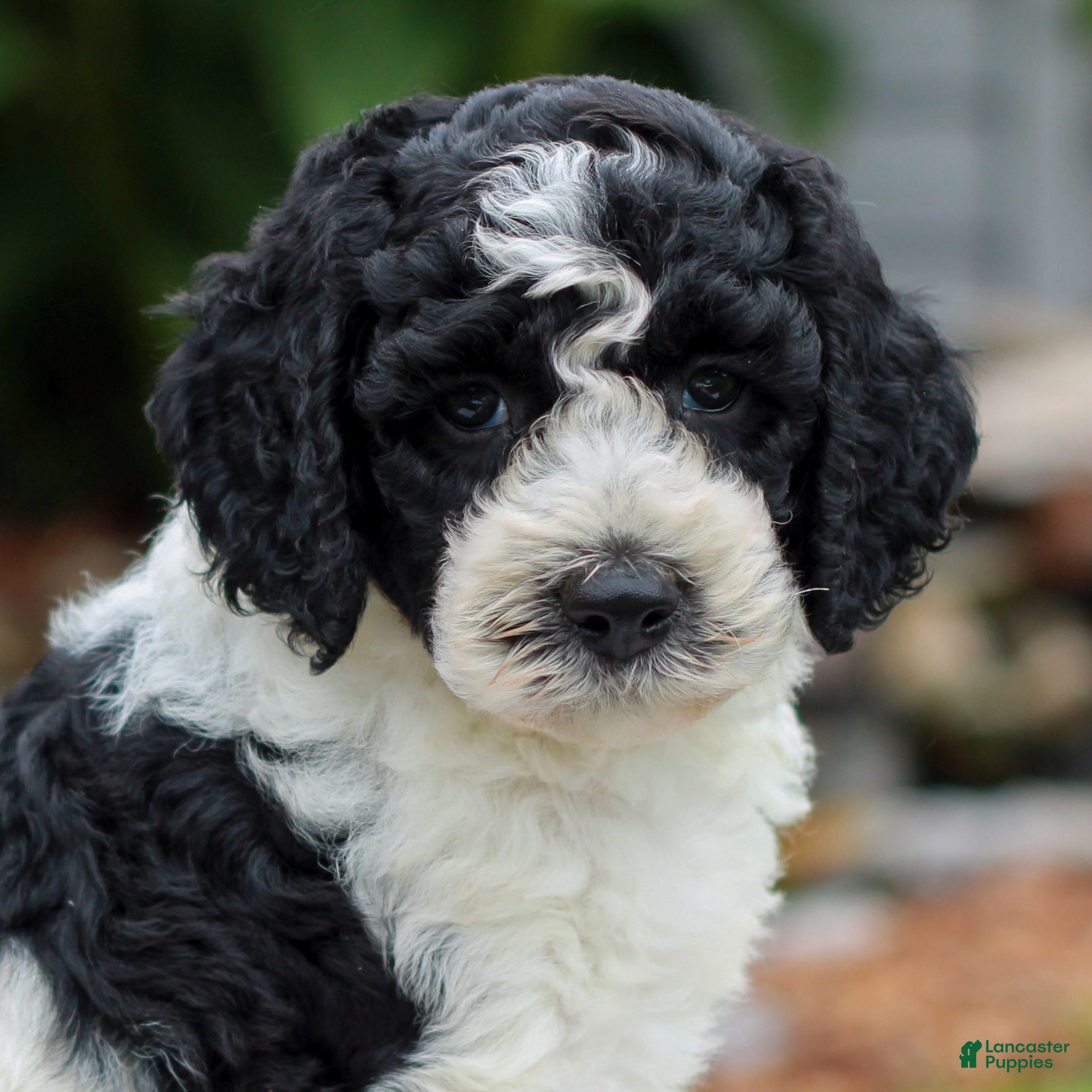 Miniature Labradoodle dogs Connie  - Ad 1