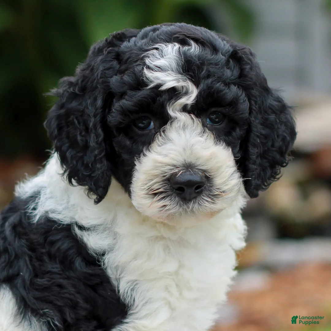 Miniature Labradoodle dogs for sale: Connie  - Ad 1