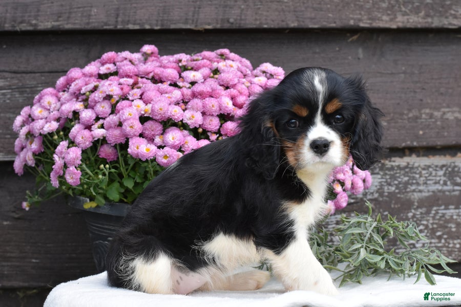 Cavalier King Charles Spaniel dogs Nutmeg - Ad 2