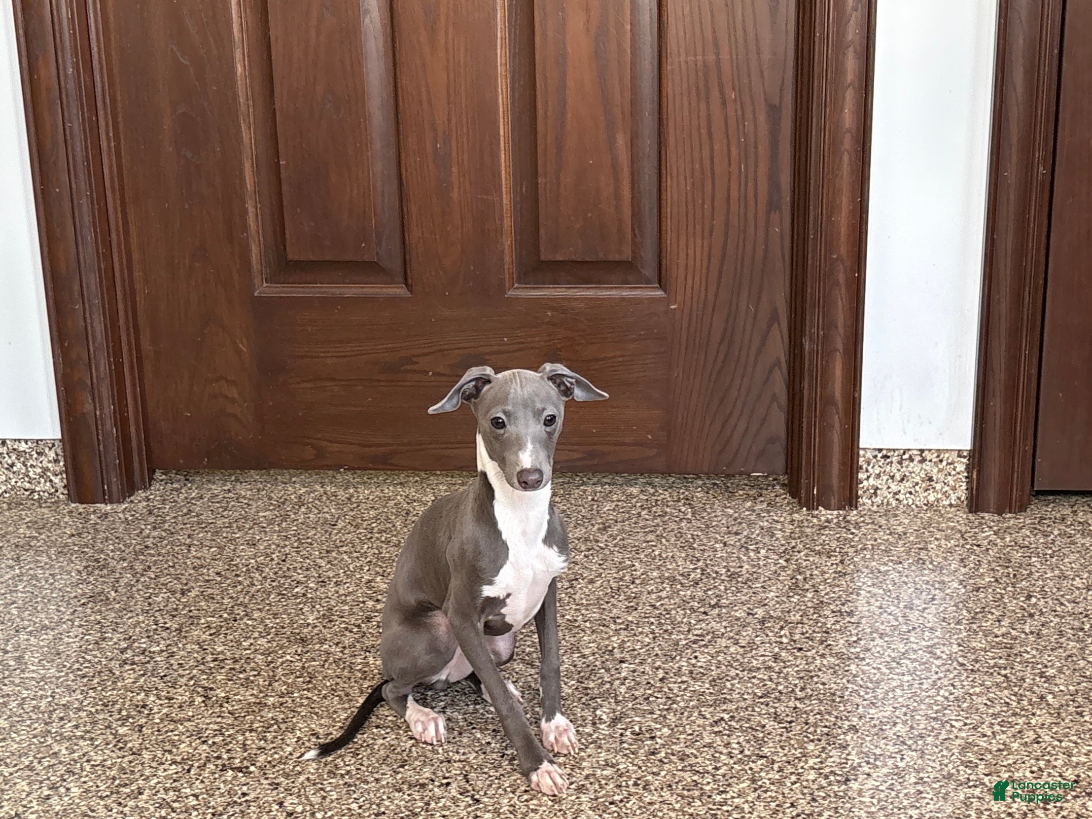 Italian Greyhound dogs TJ  - Ad 1