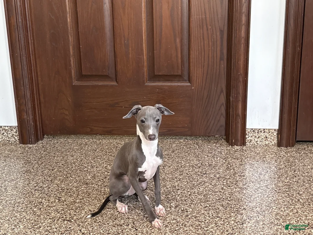Italian Greyhound dogs for sale: TJ  - Ad 1