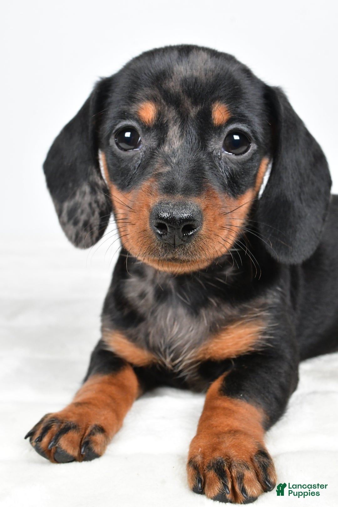 Miniature Dachshund dogs for sale: Cassandra - Ad 5