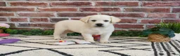 Labrador Retriever dogs for sale: Wanda  - Ad 5