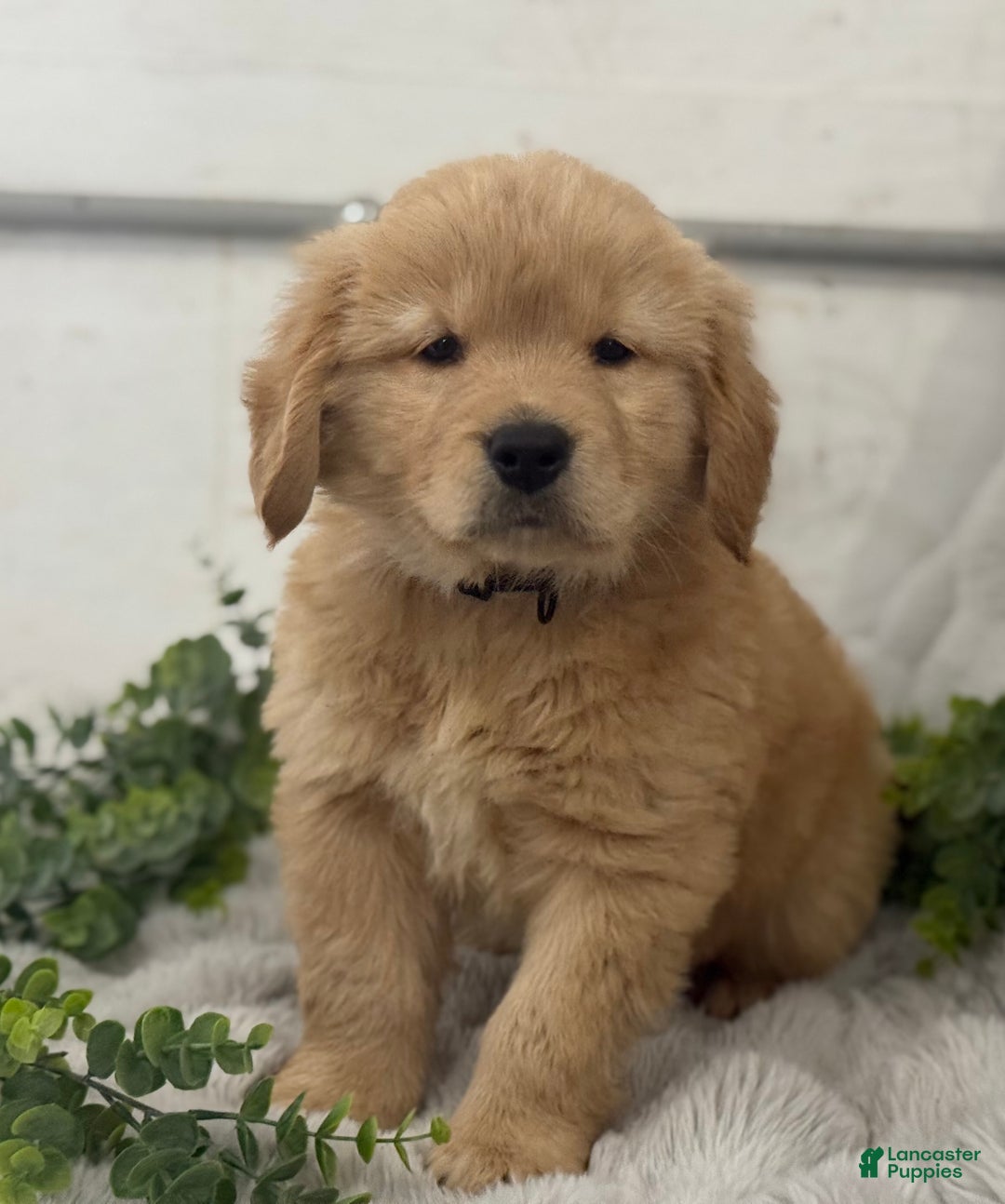 Golden Retriever dogs for sale: Snow Ball - Ad 13