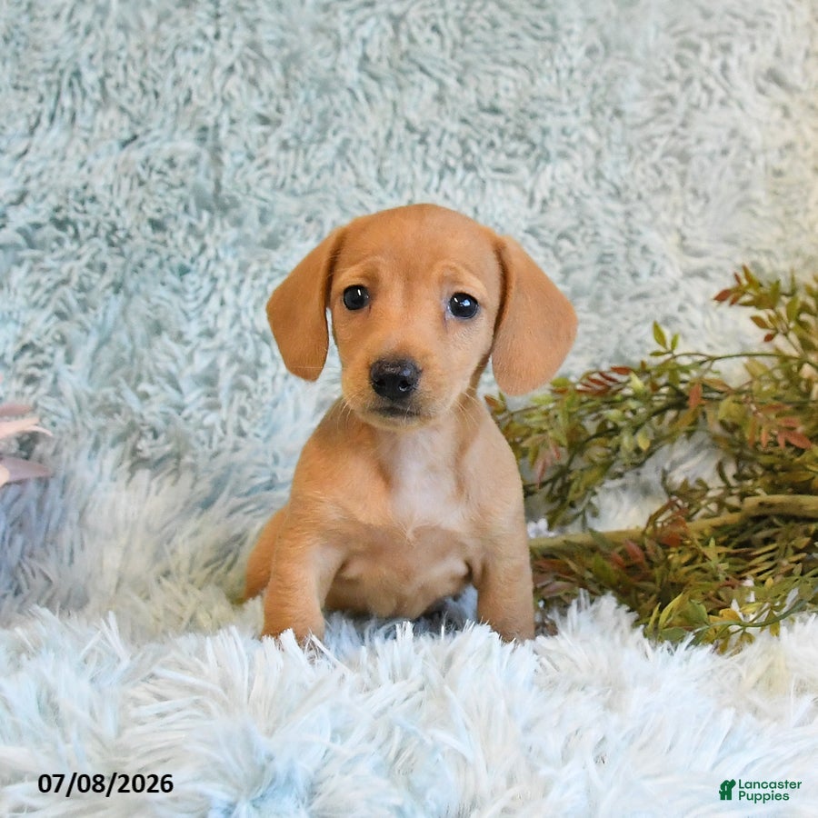 Miniature Dachshund dogs Blondie - Ad 2