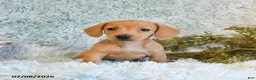 Miniature Dachshund dogs for sale: Blondie - Ad 2
