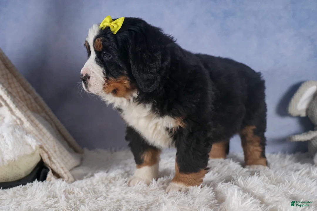 Bernese Mountain Dog dogs for sale: HEIDI - Ad 14