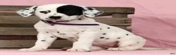 Dalmatian dogs for sale: Tulip - Ad 4