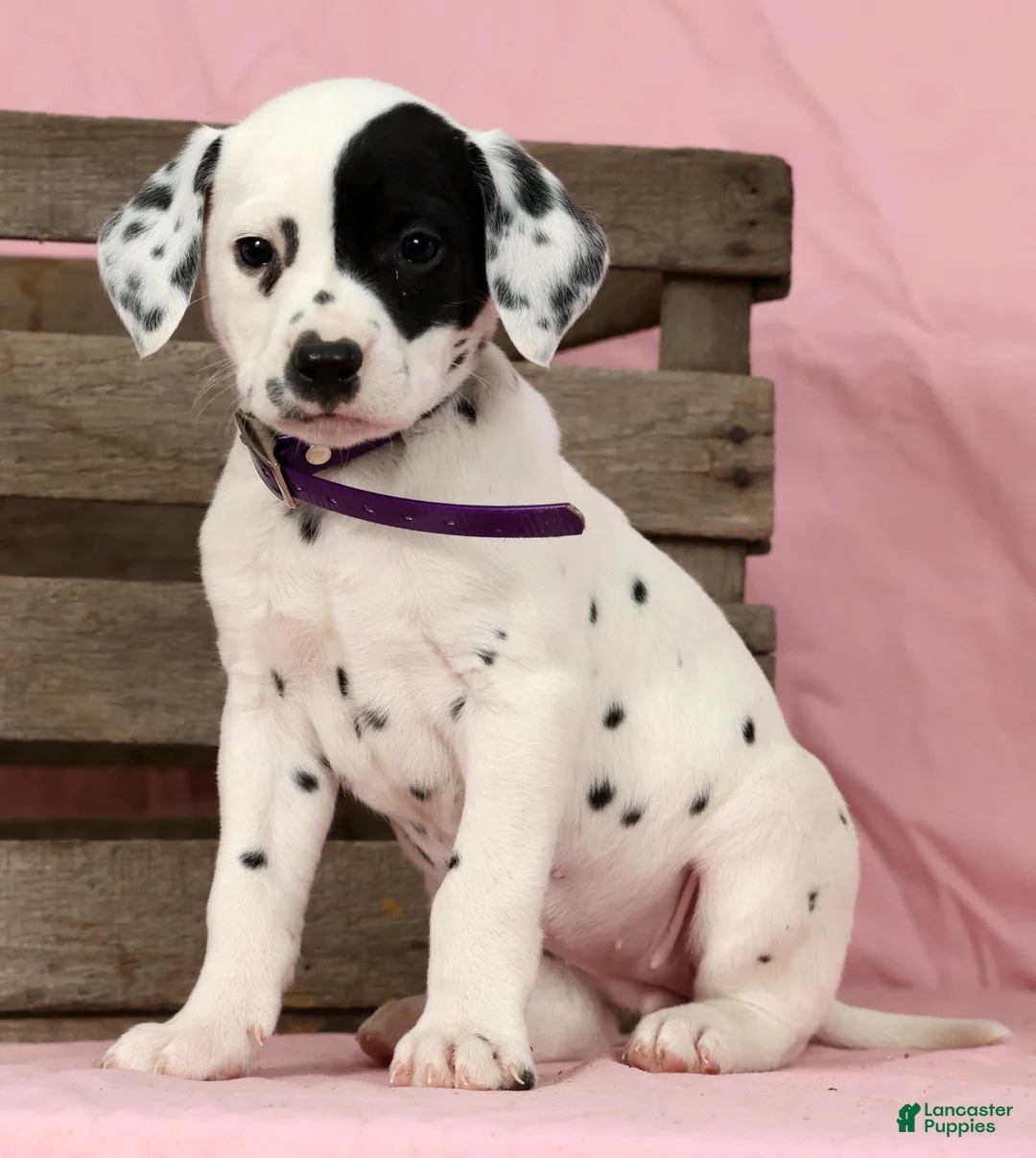 Dalmatian dogs for sale: Tulip - Ad 4
