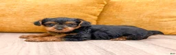 Yorkshire Terrier dogs for sale: Nova - Ad 6