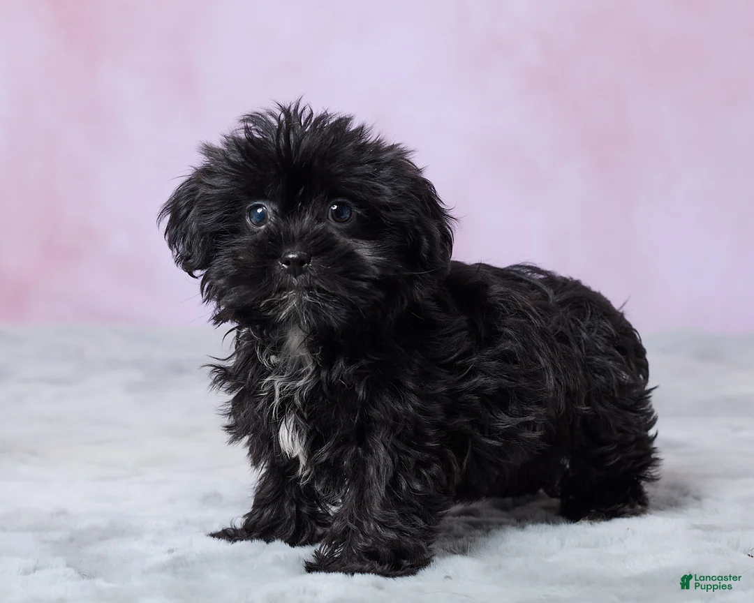 Shorkie dogs for sale: Abby - Ad 5