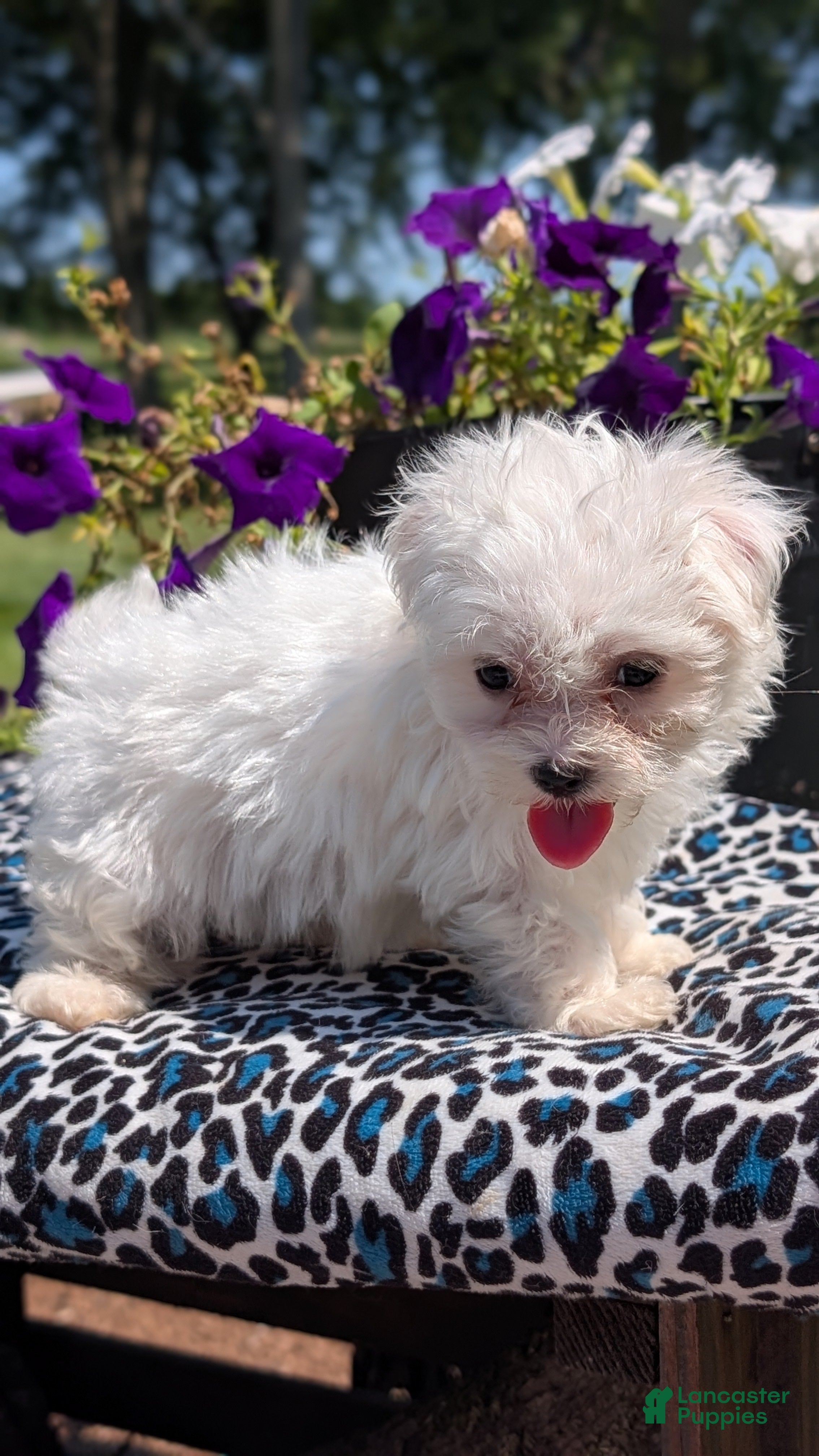 Maltese dogs Trixie - Ad 2