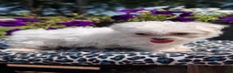 Maltese dogs for sale: Trixie - Ad 2