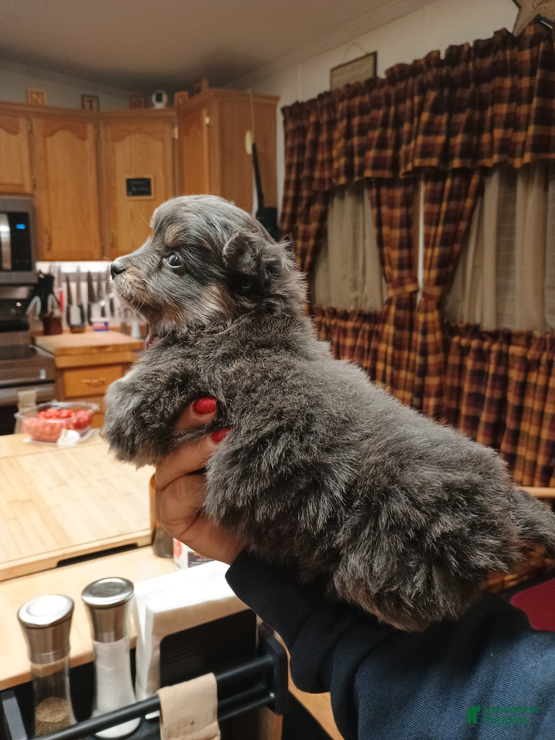 Chihuahua dogs for sale: Gizmo blue toy - Ad 5