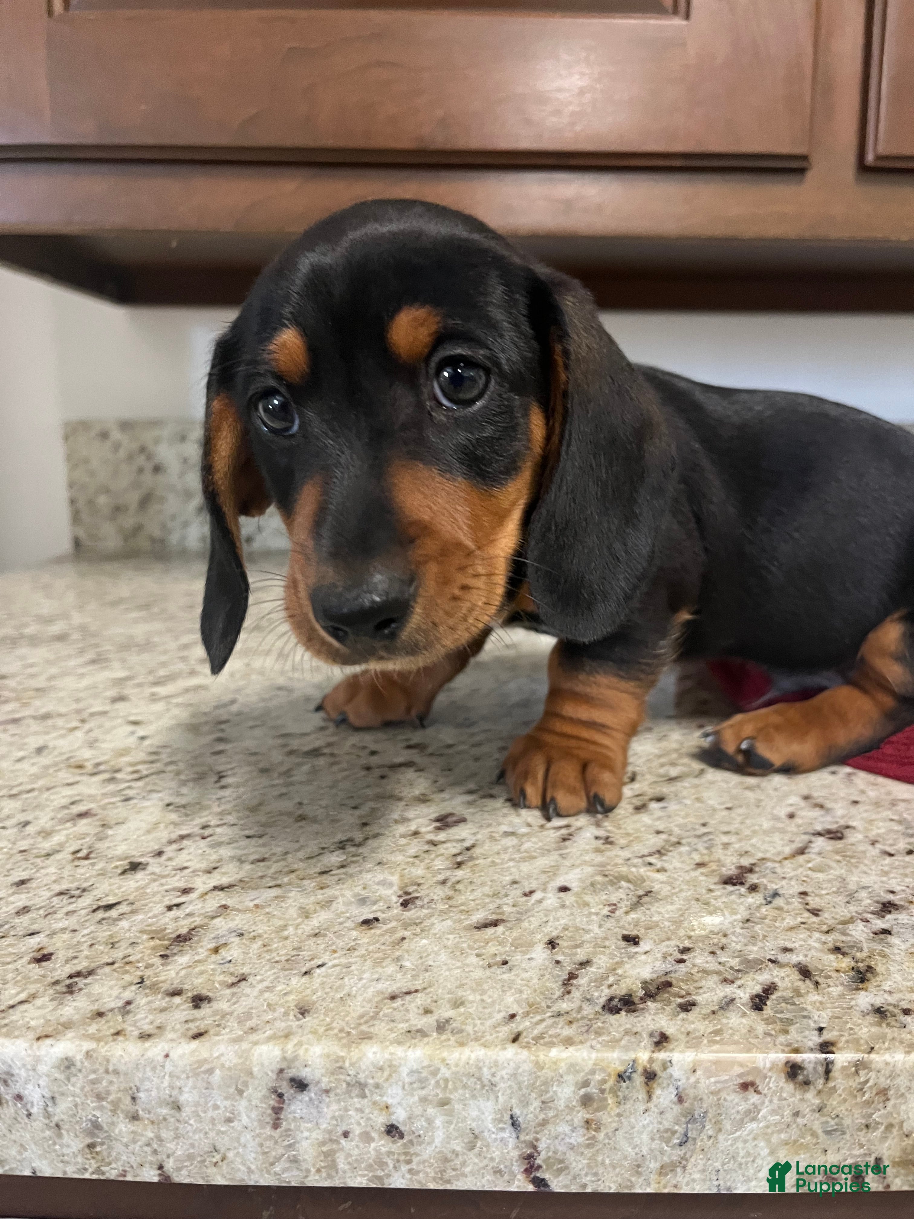 Miniature Dachshund dogs Wells - Ad 2