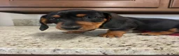 Miniature Dachshund dogs for sale: Wells - Ad 2