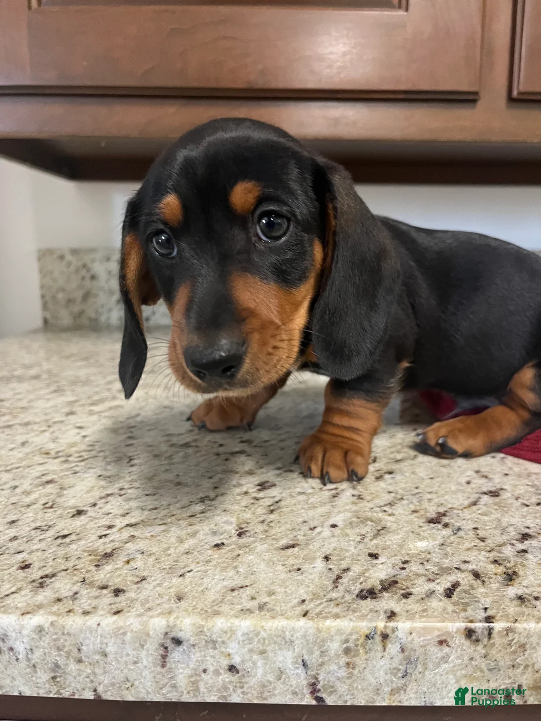 Miniature Dachshund dogs for sale: Wells - Ad 2