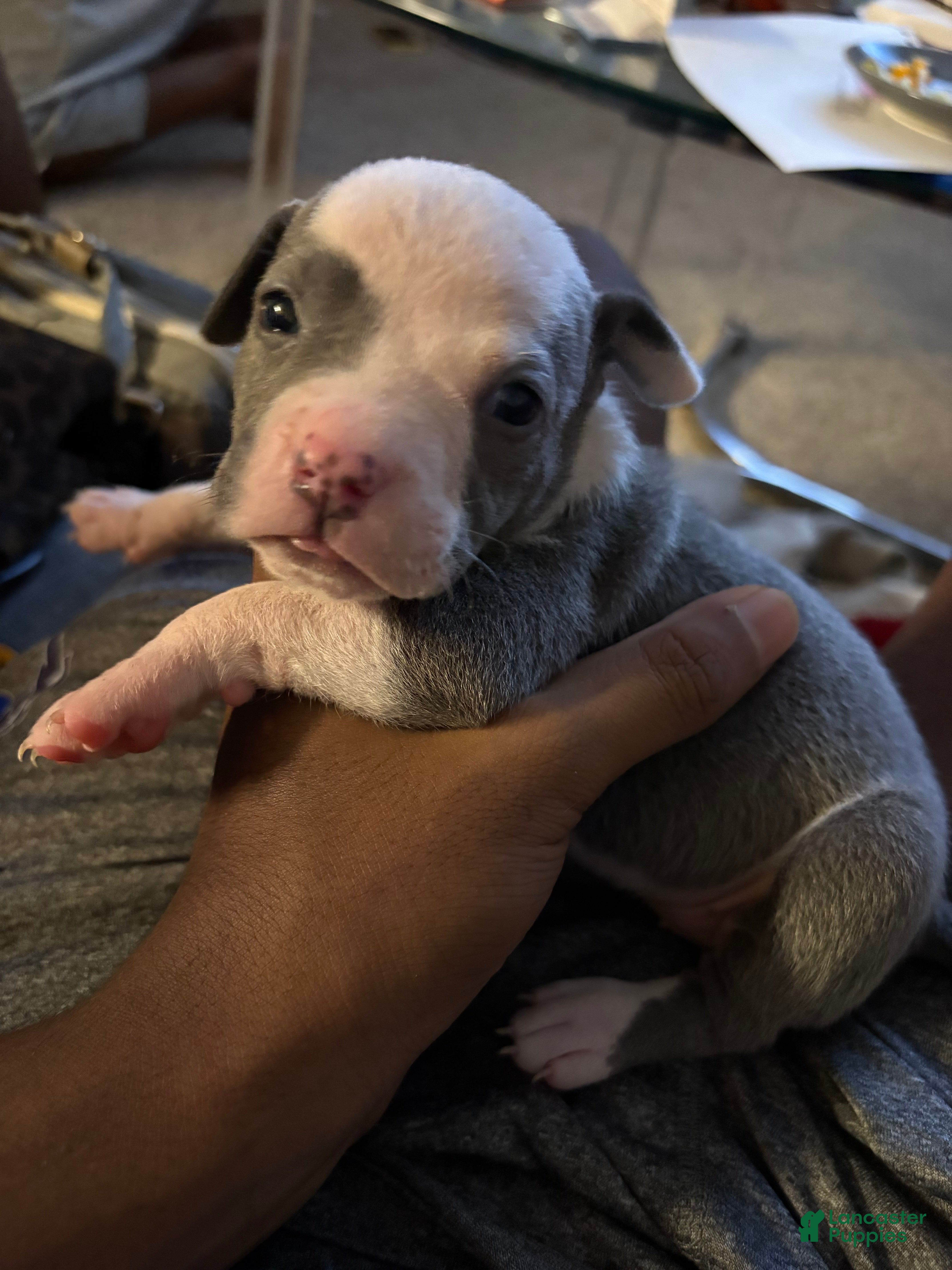 American Bully dogs American Bully 2 - Ad 33