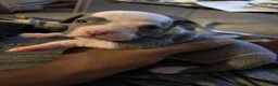 American Bully dogs for sale: American Bully 2 - Ad 1