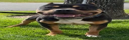 American Bully dogs for sale: American Bully 3 - Ad 6