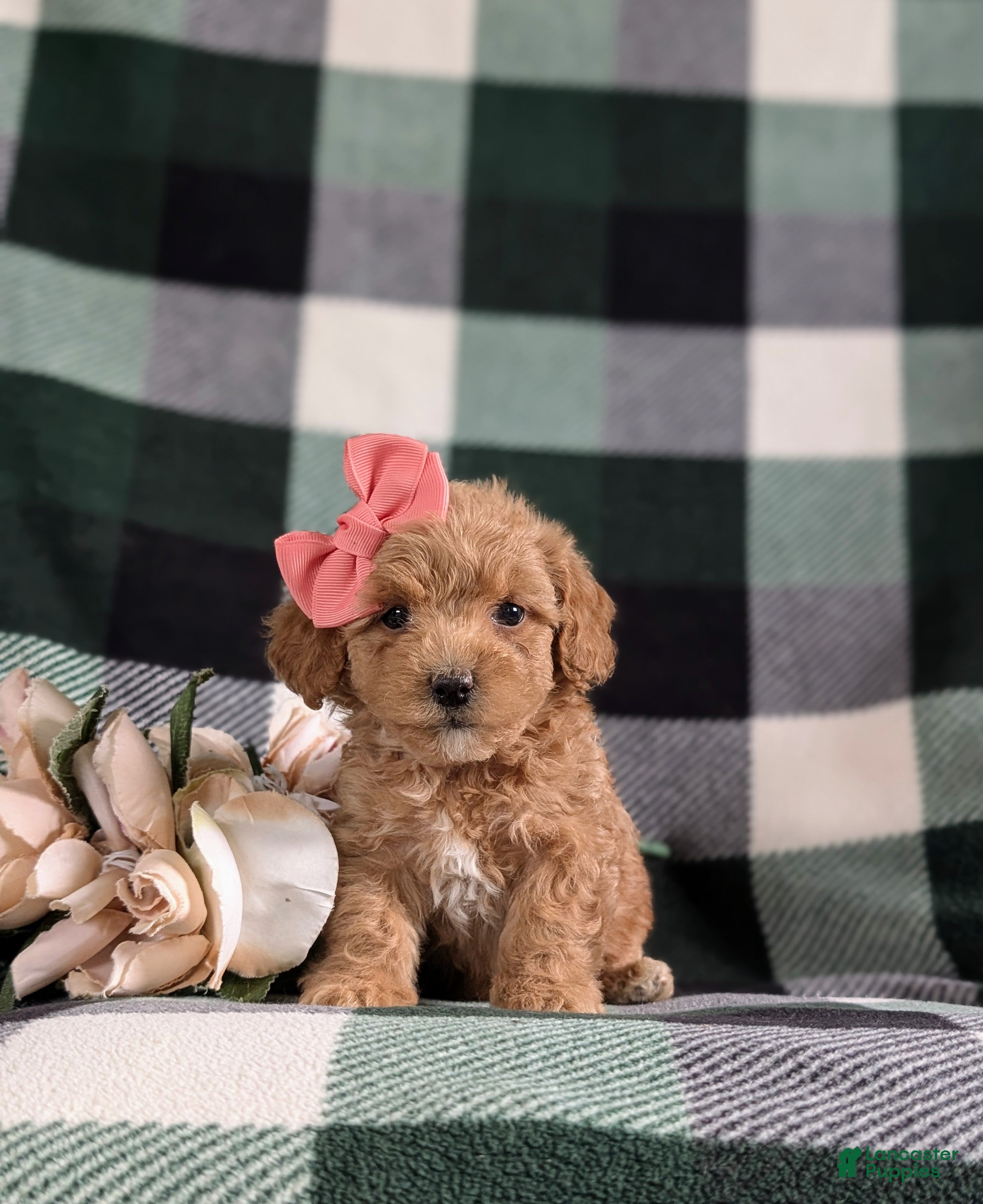 Bichpoo dogs Roxanna 9 lbs Full Grown - Ad 2