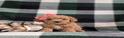 Bichpoo dogs for sale: Roxanna 9 lbs Full Grown - Ad 2