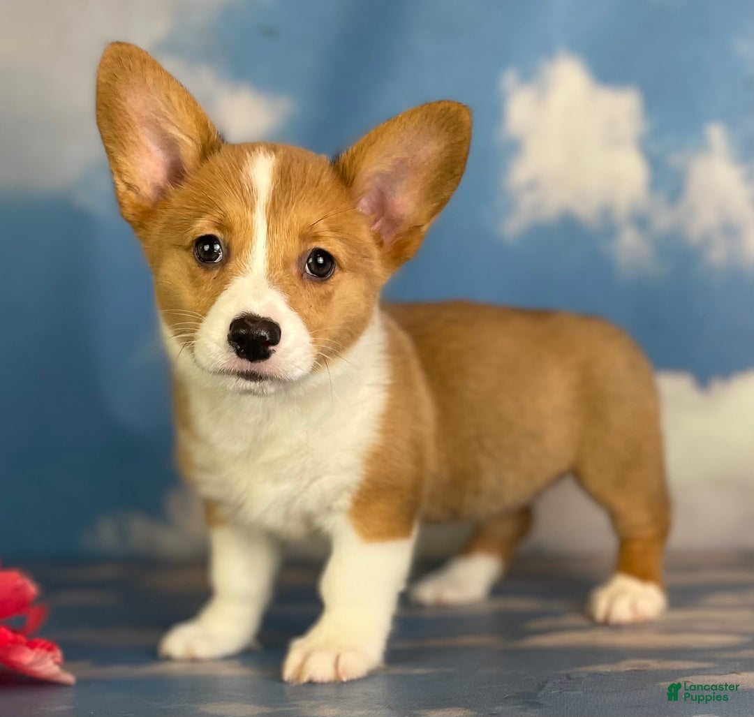 Gallery Image {{count}}