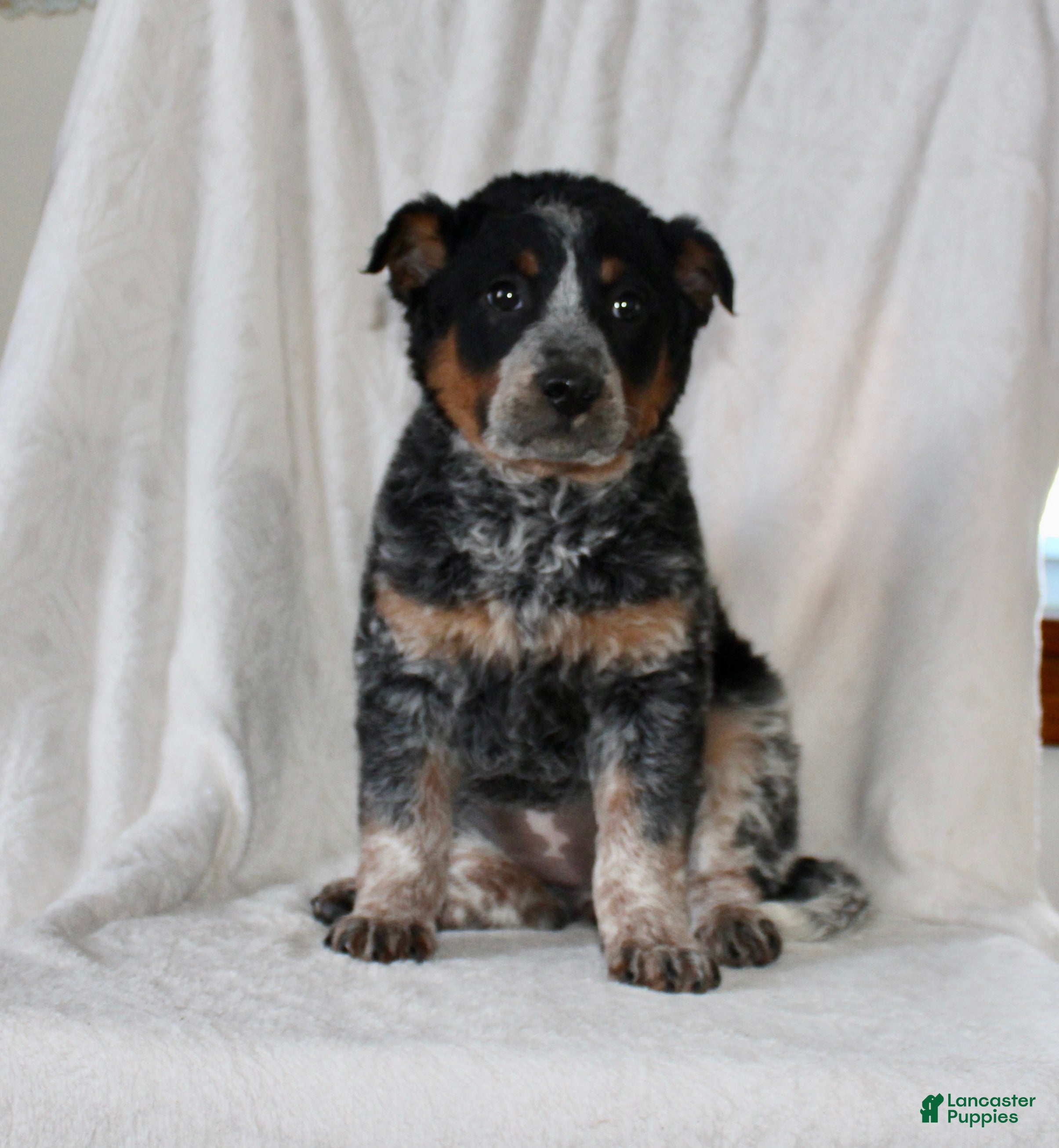Australian Cattle Dog dogs Wendy - Ad 14
