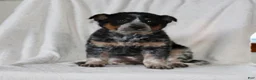 Australian Cattle Dog dogs for sale: Wendy - Ad 1