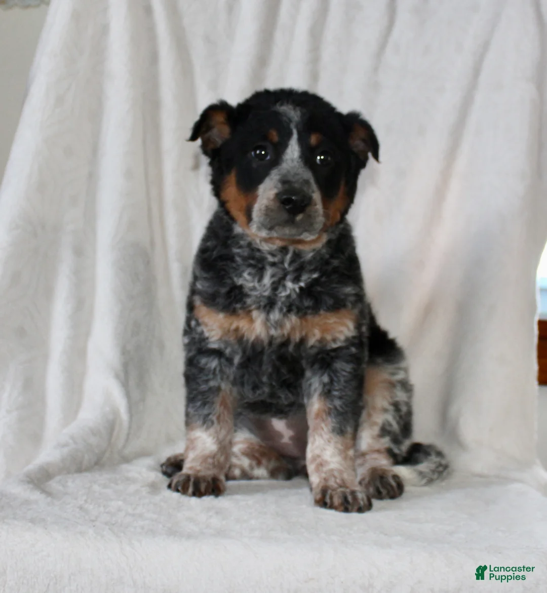 Australian Cattle Dog dogs for sale: Wendy - Ad 1