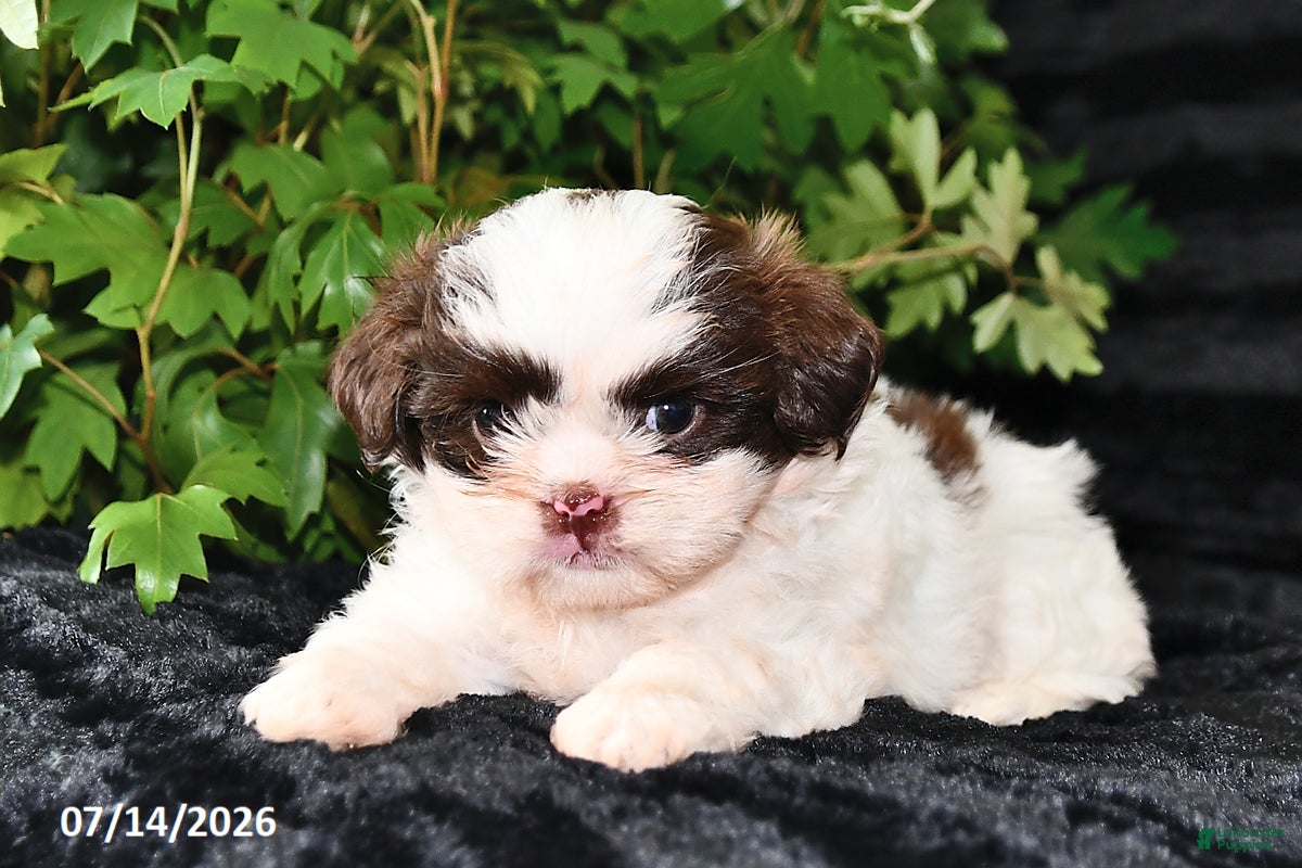 Shih Tzu dogs Dora - Ad 1