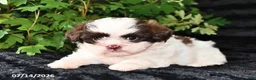 Shih Tzu dogs for sale: Dora - Ad 1