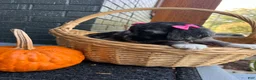 Cocker Spaniel dogs for sale: 🖤🎃 Salem🖤🎃  - Ad 7