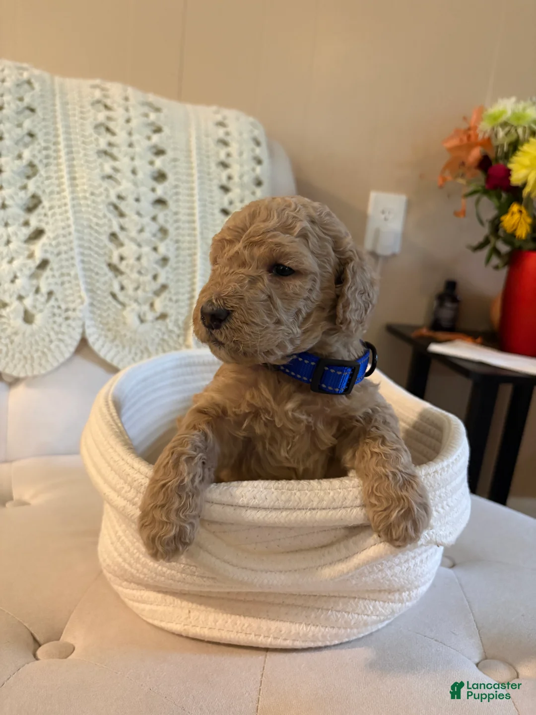 Goldendoodle dogs for sale: Goldendoodle blue collar - Ad 1