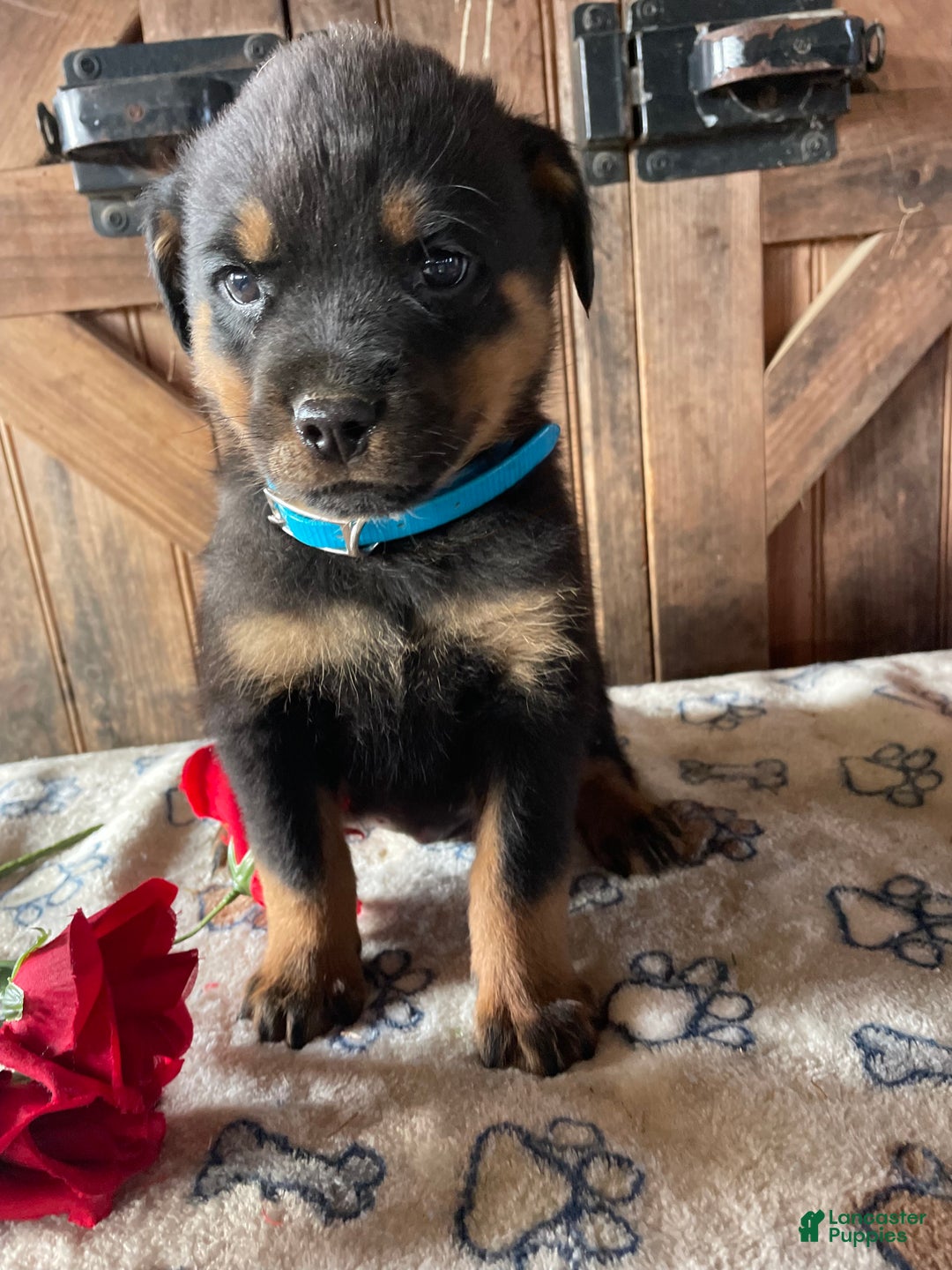 Rottweiler dogs for sale: Fritz - Ad 4